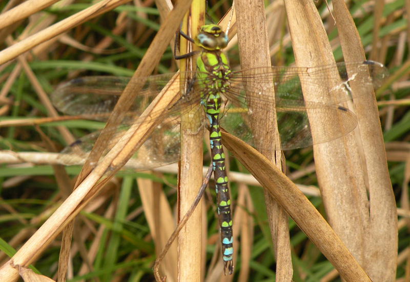 Aeshna cyanea maschio e femmina